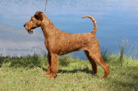 Glenstal deals irish terriers