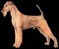 irish terrier grooming